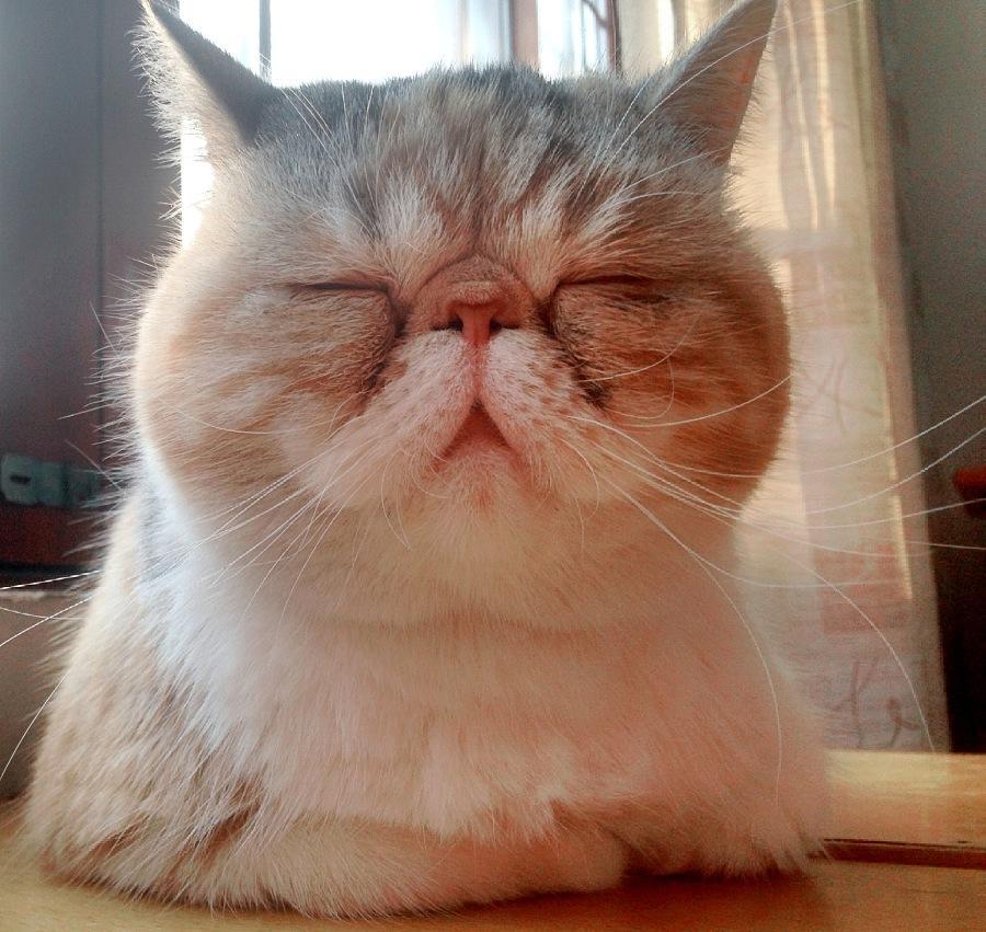 盘点18种常见的宠物猫(性格、价钱和寿命一览)(图9)