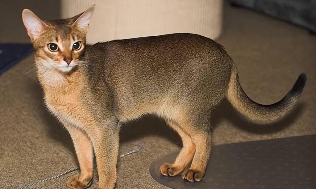 盘点18种常见的宠物猫(性格、价钱和寿命一览)(图6)