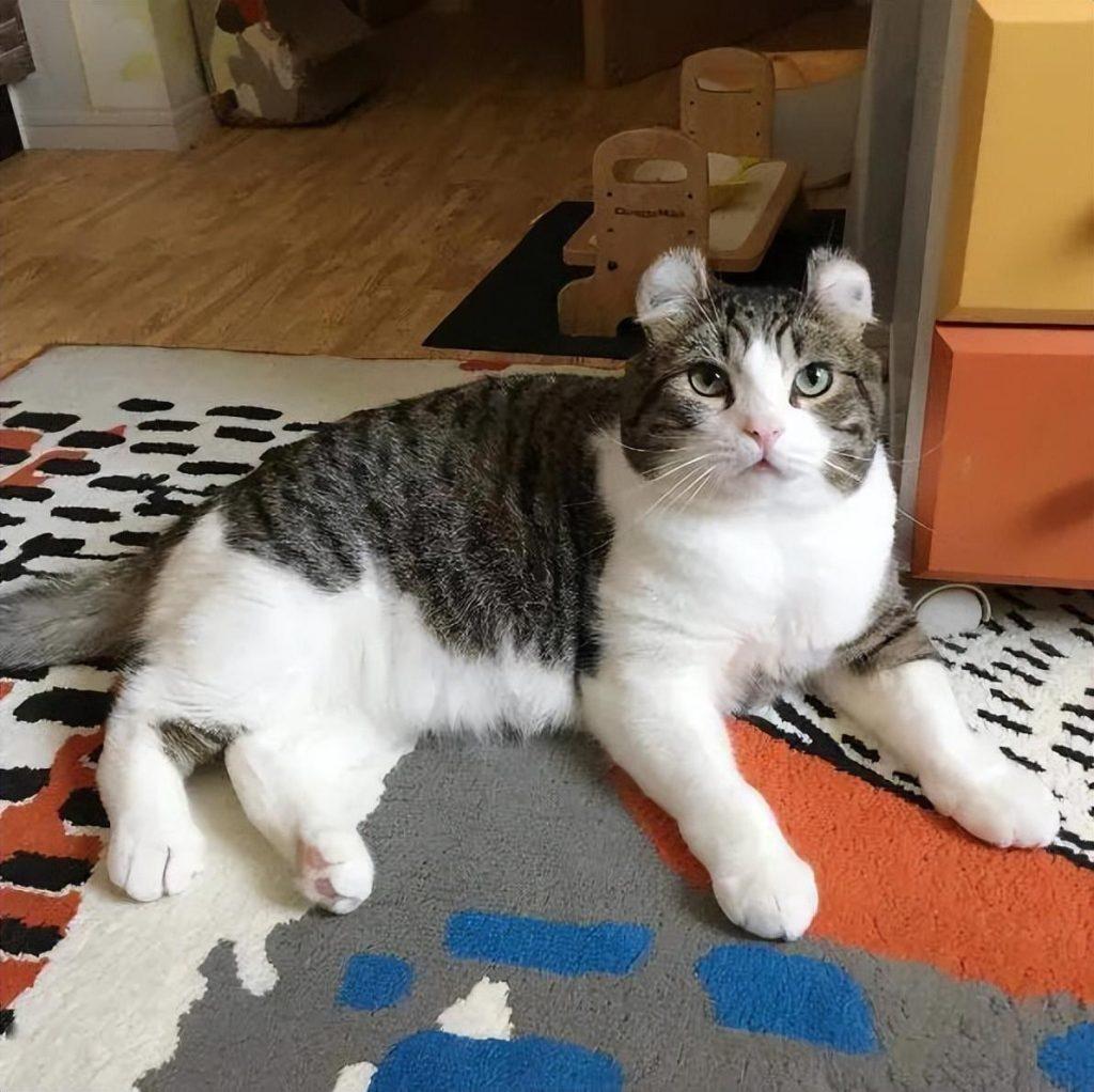 盘点18种常见的宠物猫(性格、价钱和寿命一览)(图13)