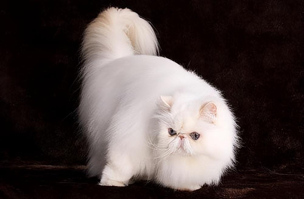 盘点18种常见的宠物猫(性格、价钱和寿命一览)(图16)