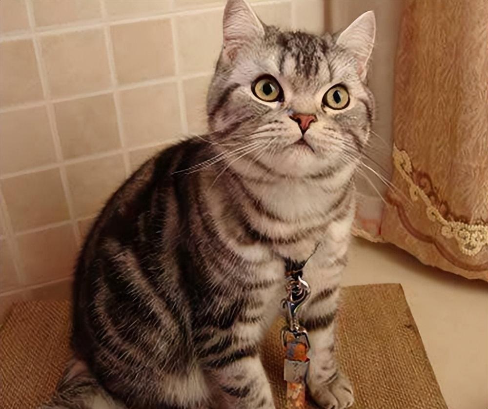 盘点18种常见的宠物猫(性格、价钱和寿命一览)(图17)