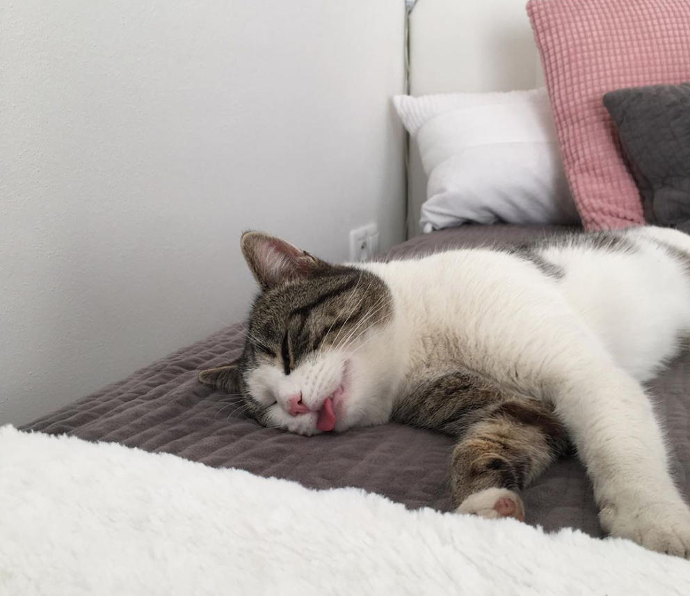 猫咪怀孕,要生小宝宝了,主人应该如何接生?生产时候的做法(图1)