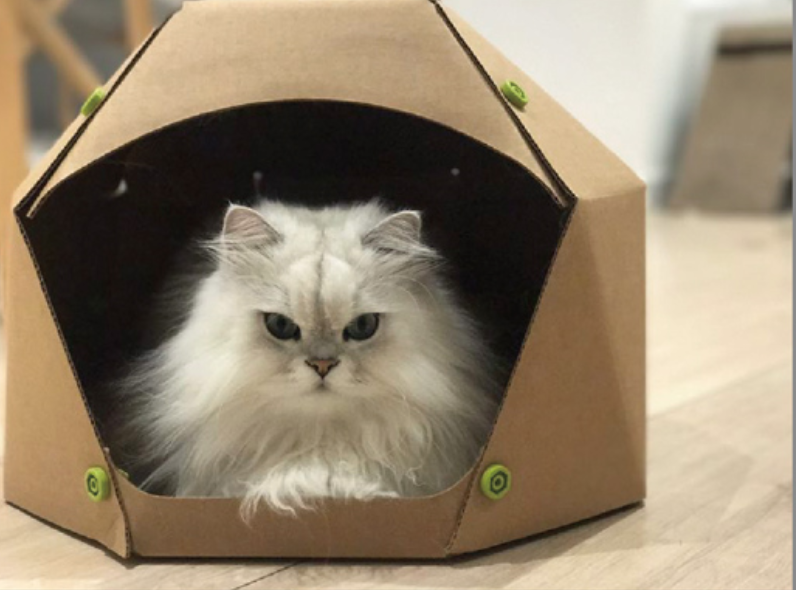 猫咪怀孕,要生小宝宝了,主人应该如何接生?生产时候的做法(图2)