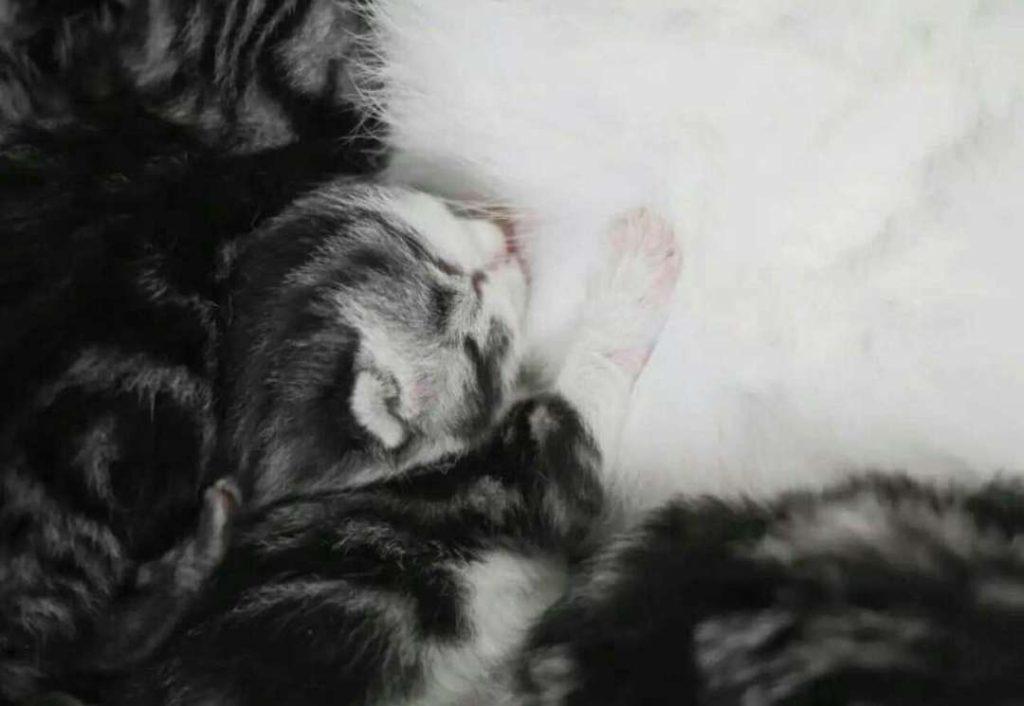 猫咪怀孕,要生小宝宝了,主人应该如何接生?生产时候的做法(图7)
