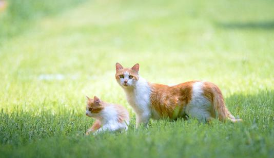 三只幼崽离世后,流浪猫把唯一的孩子送给人类(图1)