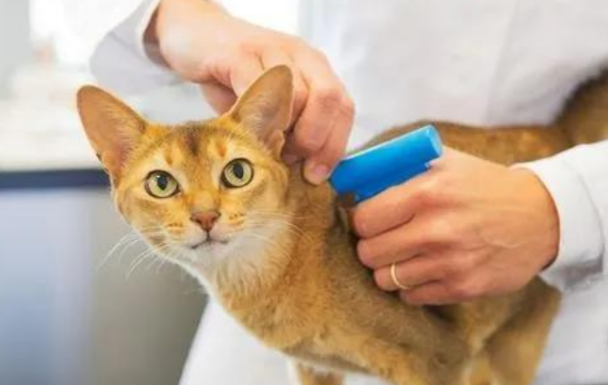 流浪猫身上都会存在什么疾病,需要做什么体检呢?(图1)