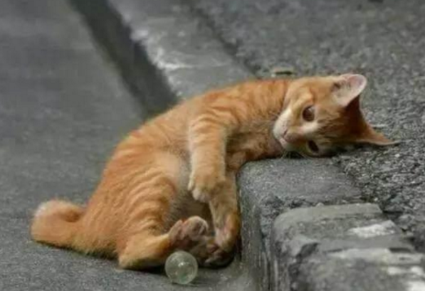 流浪猫身上都会存在什么疾病,需要做什么体检呢?(图2)