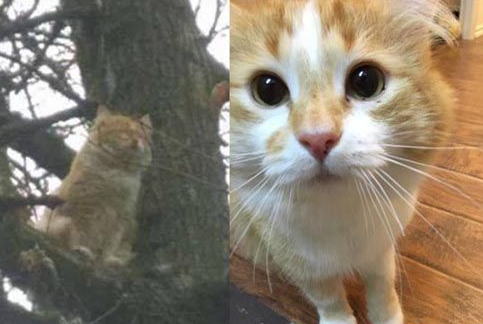 橘猫受困树上饱受惊吓 救援后终于放松并学着信任人(图1)