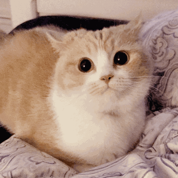 猫咪喜欢咬人意想不到,但别再打骂猫了,简单几招就能轻松解决(图1)