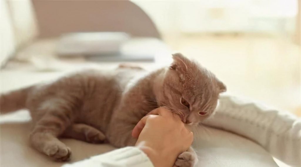 猫咪喜欢咬人意想不到,但别再打骂猫了,简单几招就能轻松解决(图2)