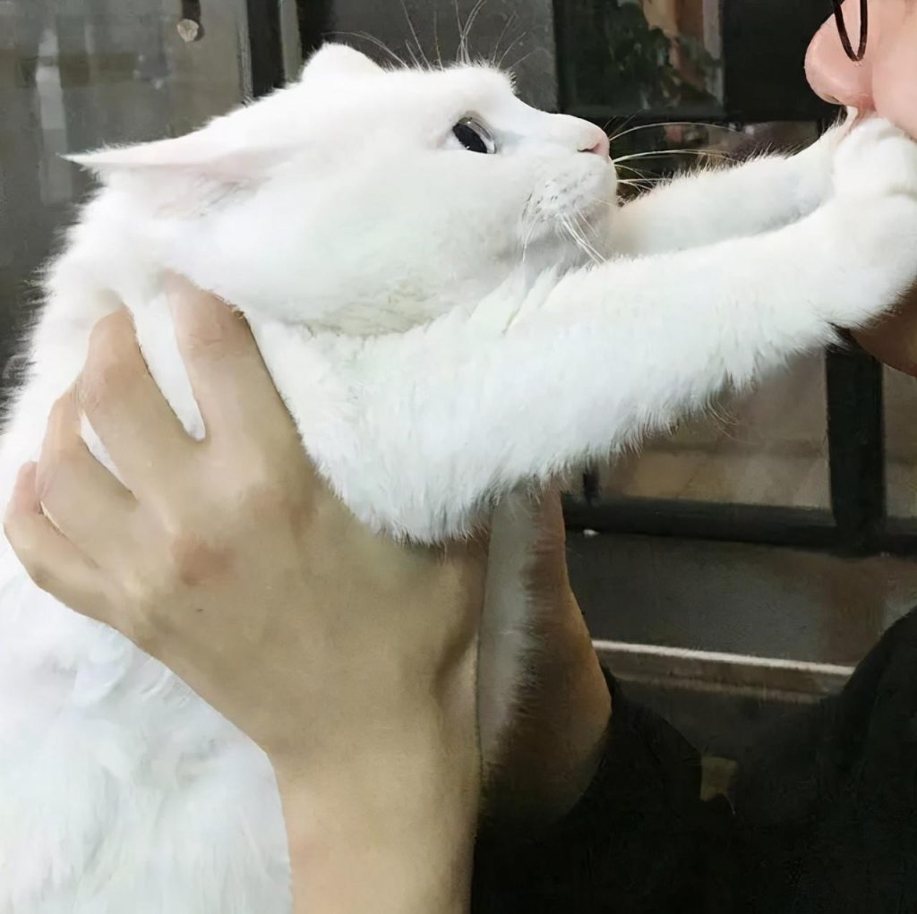 猫咪喜欢咬人意想不到,但别再打骂猫了,简单几招就能轻松解决(图4)