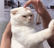 猫咪喜欢咬人意想不到,但别再打骂猫了,简单几招就能轻松解决(图7)