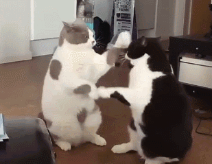 猫咪喜欢咬人意想不到,但别再打骂猫了,简单几招就能轻松解决(图13)