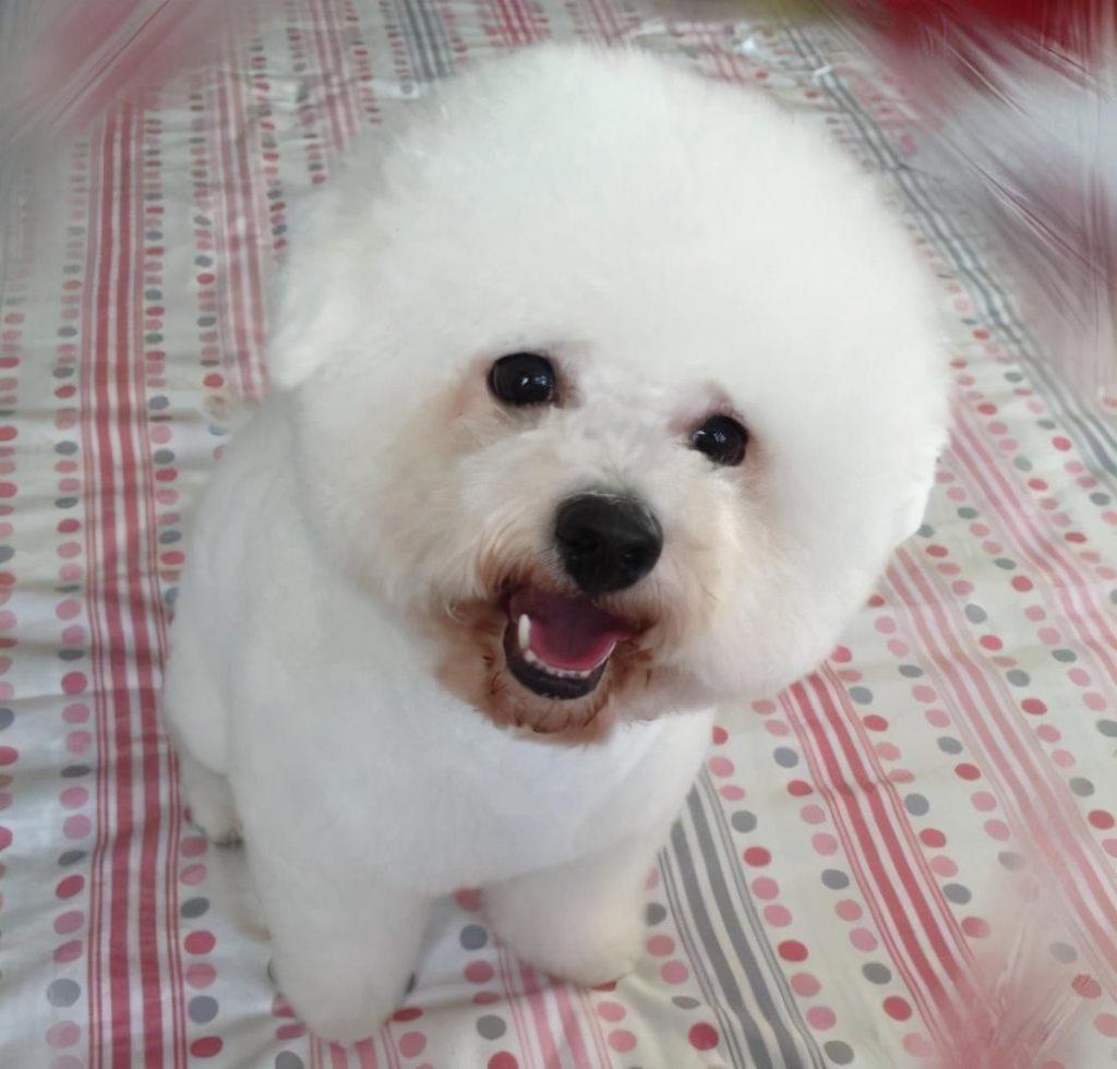 狗狗嘴巴周围老是脏兮兮的,试试这几个办法(狗狗嘴旁边得了真菌怎么办)(图1)