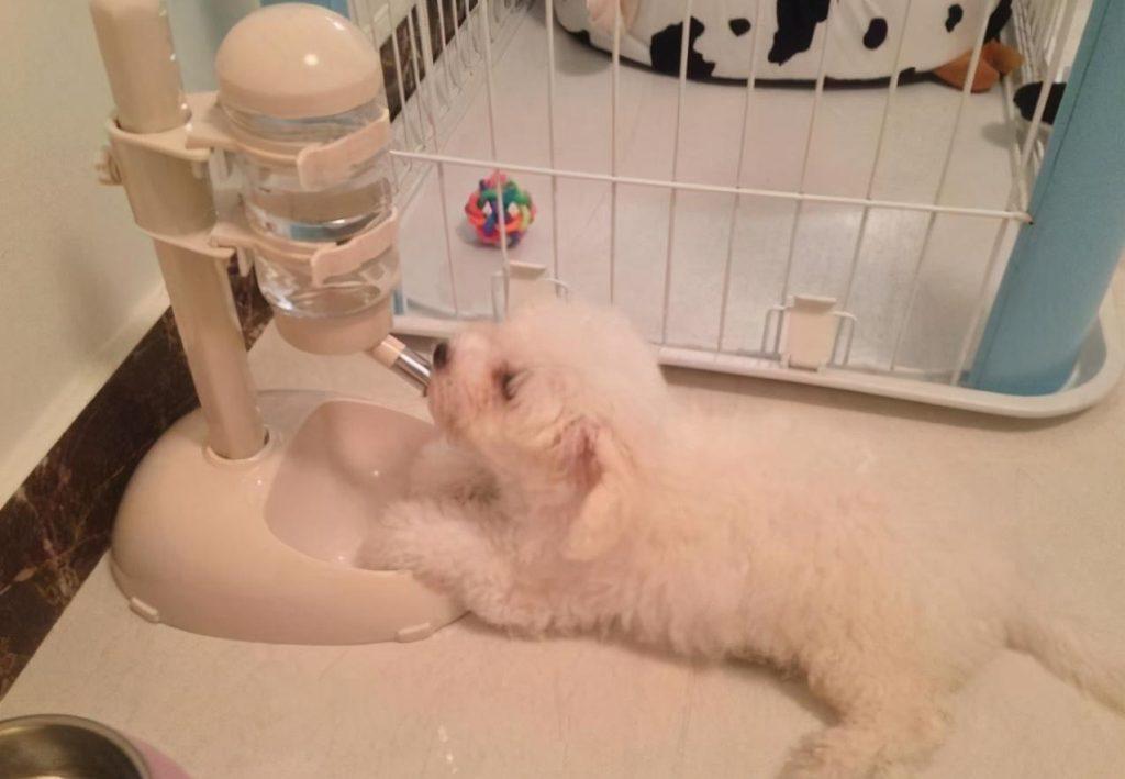 狗狗嘴巴周围老是脏兮兮的,试试这几个办法(狗狗嘴旁边得了真菌怎么办)(图3)