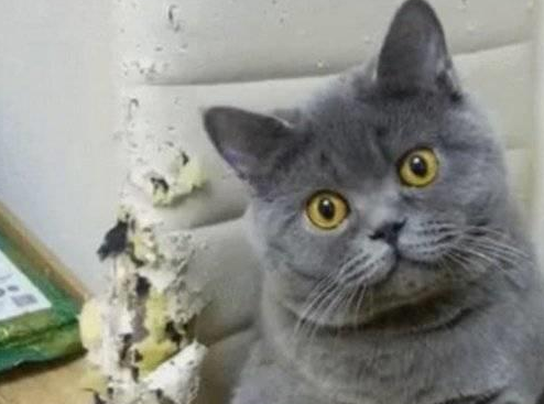 蓝猫抓坏椅子,主人对它严厉批评却被气哭(图2)