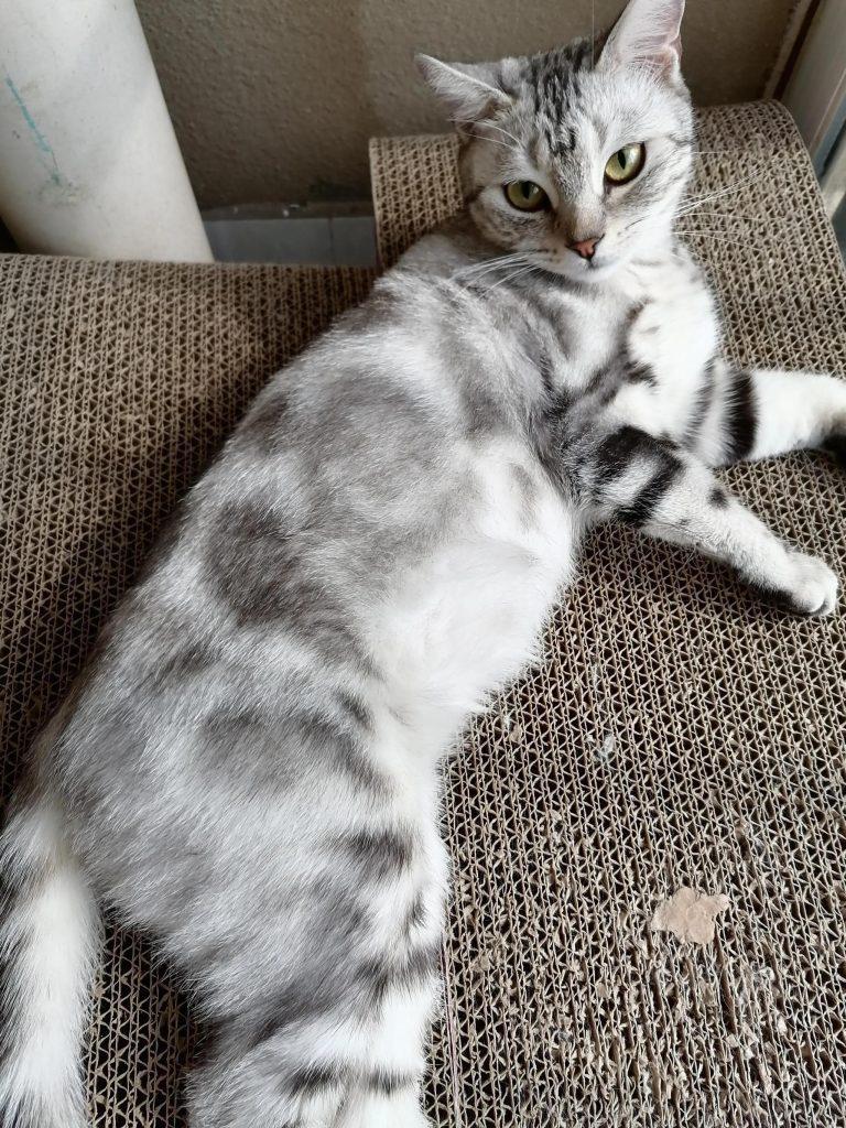 中等城市里,家里养四只猫每个月花多少钱?(图1)