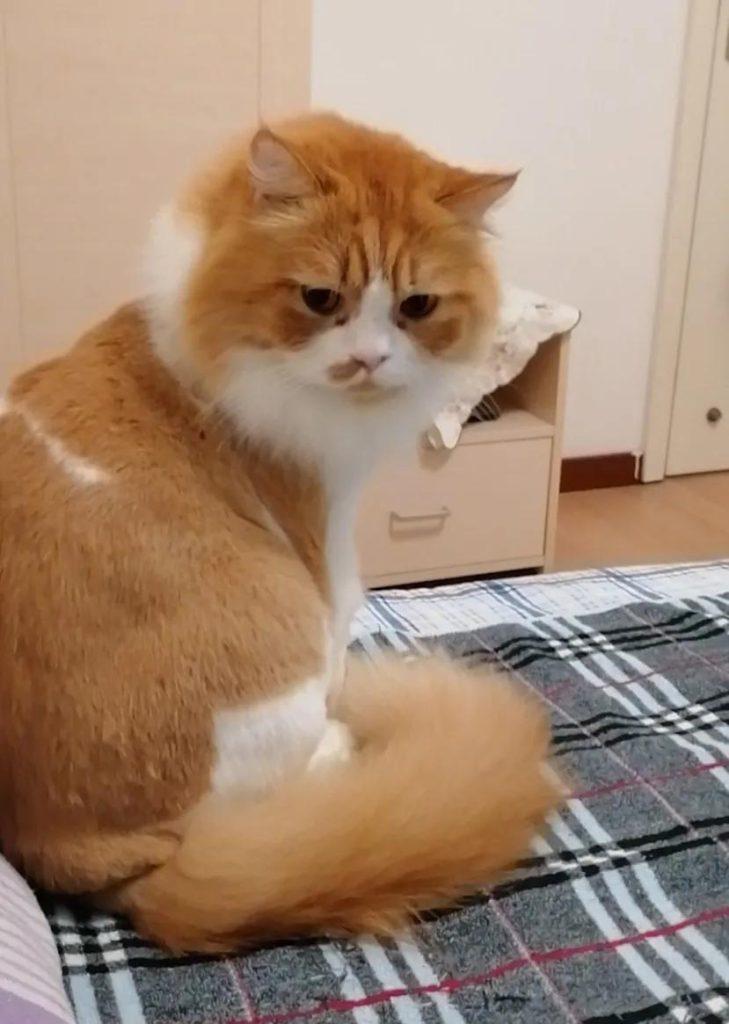 中等城市里,家里养四只猫每个月花多少钱?(图2)