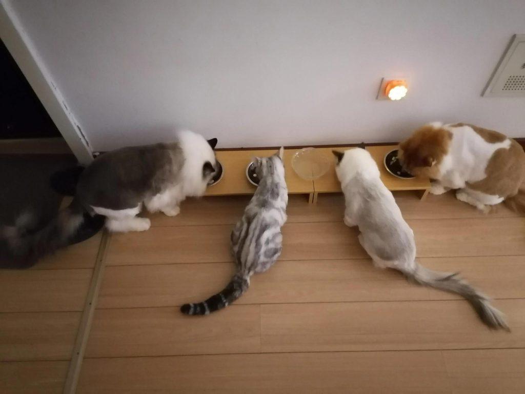 中等城市里,家里养四只猫每个月花多少钱?(图3)