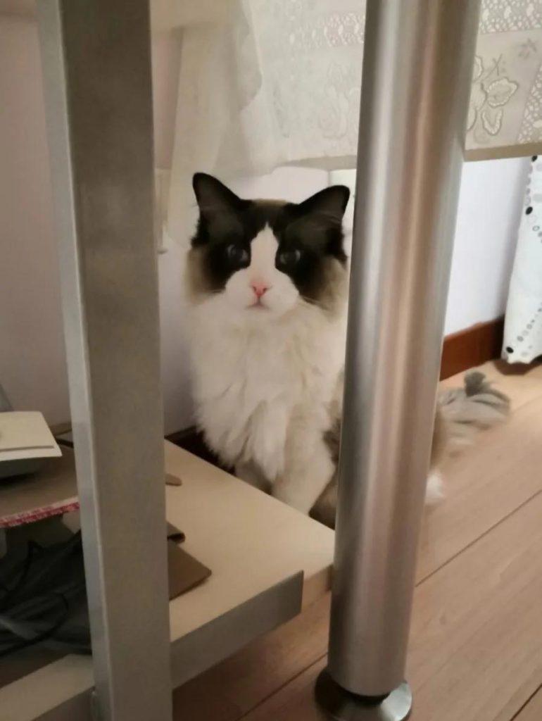 中等城市里,家里养四只猫每个月花多少钱?(图5)