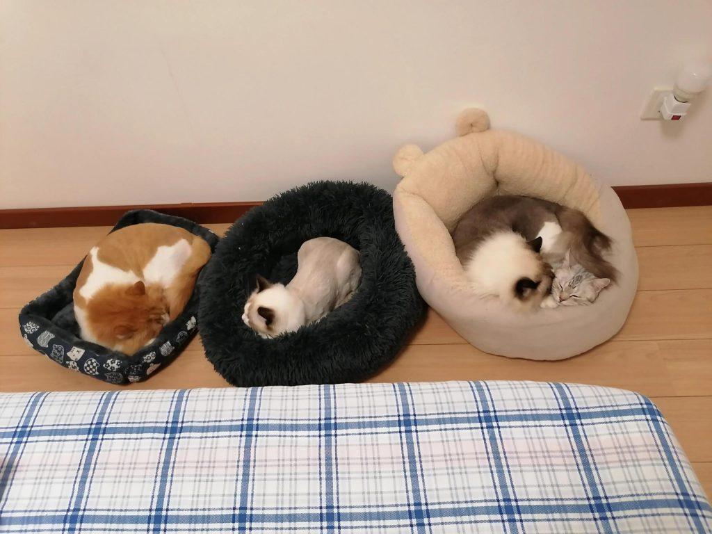 中等城市里,家里养四只猫每个月花多少钱?(图4)