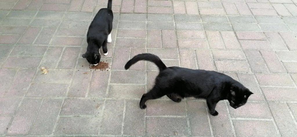 中等城市里,家里养四只猫每个月花多少钱?(图7)