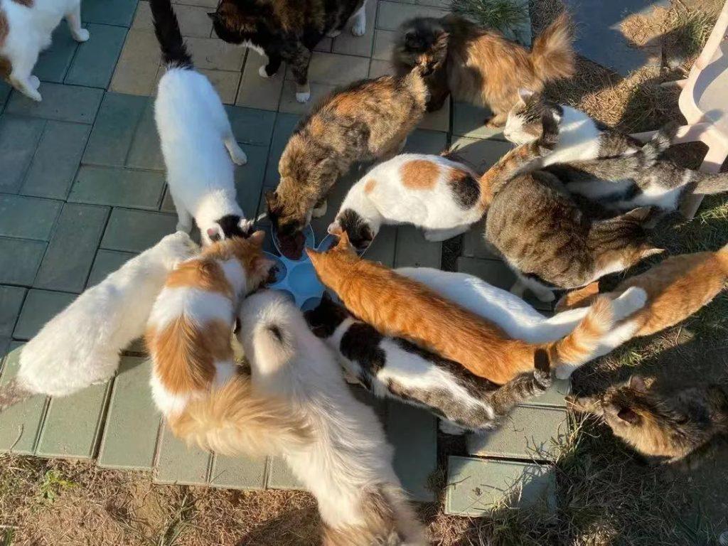 中等城市里,家里养四只猫每个月花多少钱?(图8)