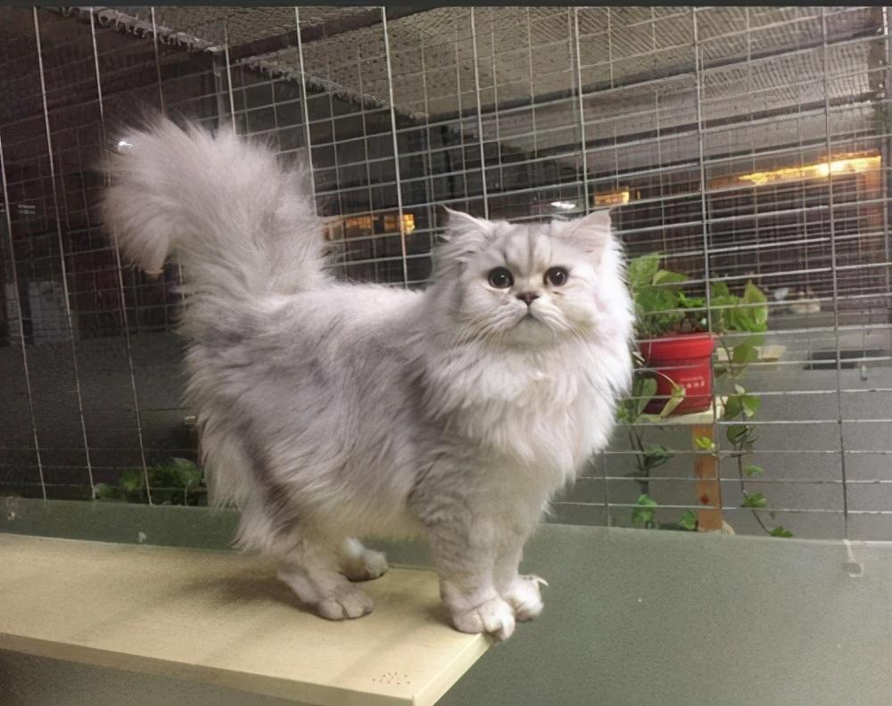 盘点6种常见猫猫价格,你家的买贵了吗?(图2)