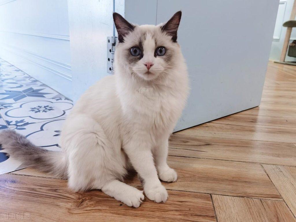 盘点6种常见猫猫价格,你家的买贵了吗?(图4)