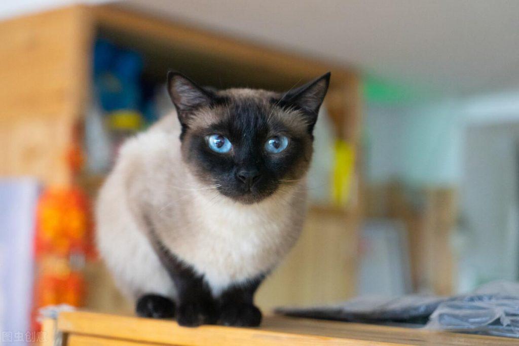 盘点6种常见猫猫价格,你家的买贵了吗?(图5)