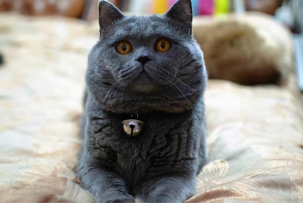 盘点6种常见猫猫价格,你家的买贵了吗?(图6)