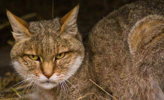 5000万年前的这种生物,竟是猫和狗的共同祖先,模样你猜不到(图2)