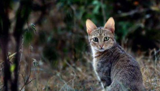 5000万年前的这种生物,竟是猫和狗的共同祖先,模样你猜不到(图3)