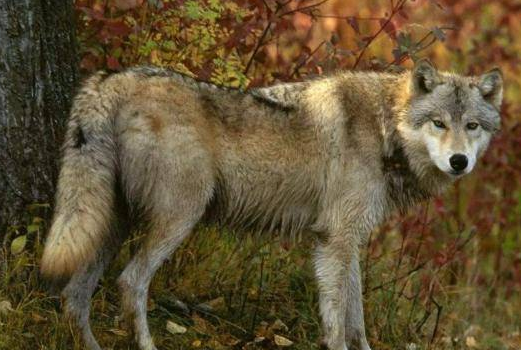 5000万年前的这种生物,竟是猫和狗的共同祖先,模样你猜不到(图4)