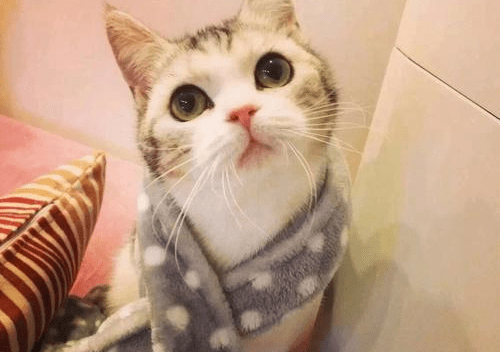 猫咪驱虫多少钱一次?(图1)