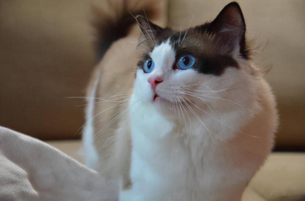 猫咪驱虫多少钱一次?(图2)