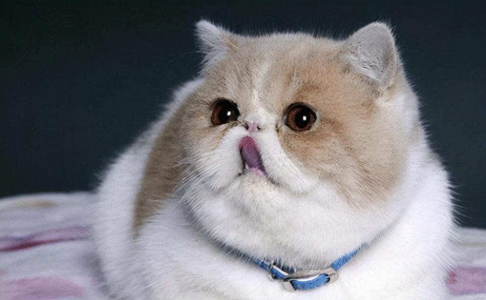 猫咪驱虫多少钱一次?(图3)