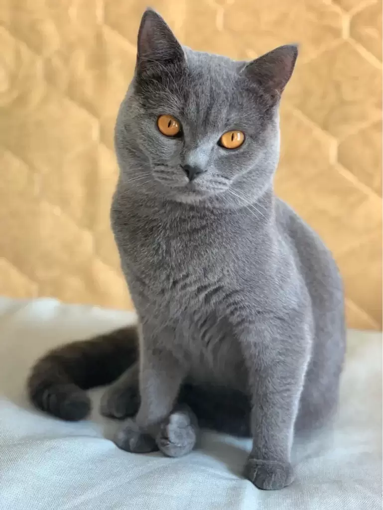 养一只英短蓝猫需要花多少钱?(图1)