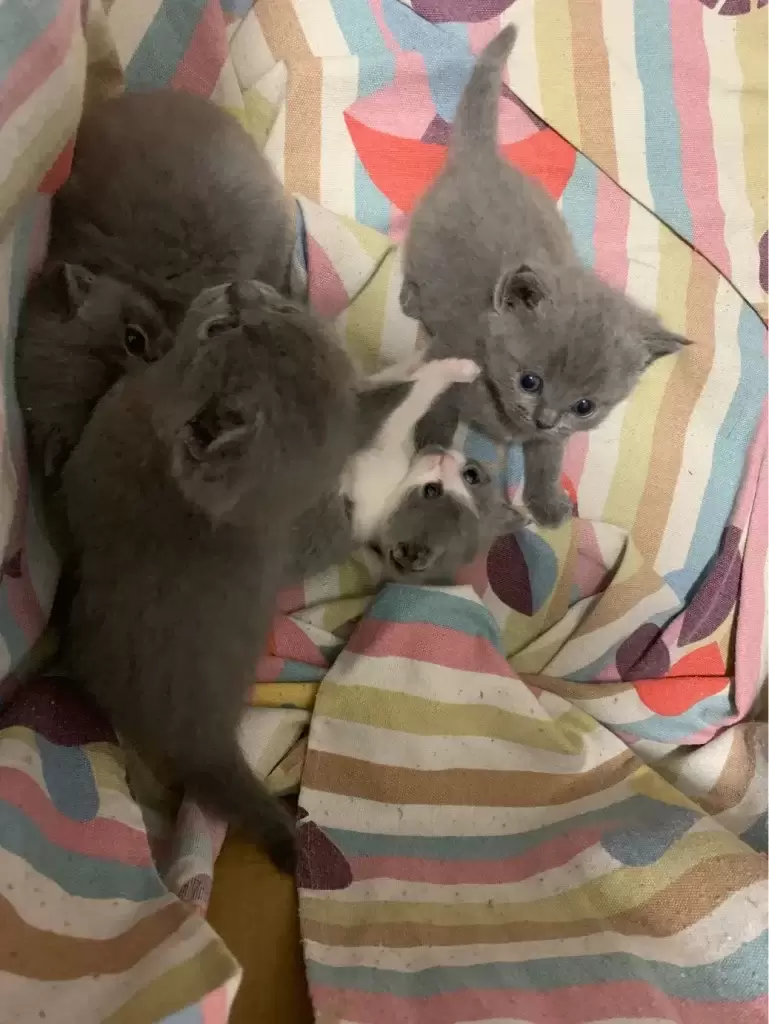 养一只英短蓝猫需要花多少钱?(图2)