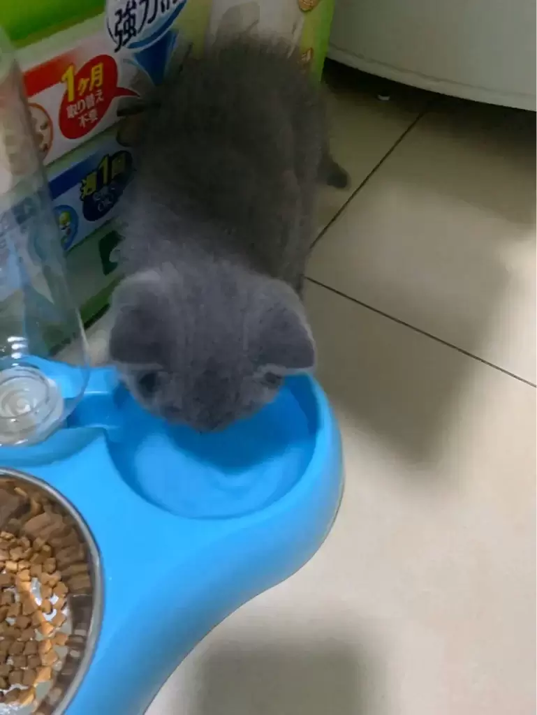 养一只英短蓝猫需要花多少钱?(图3)