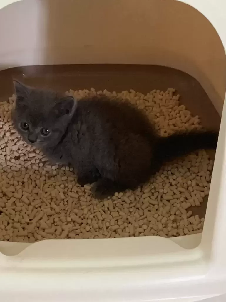 养一只英短蓝猫需要花多少钱?(图5)