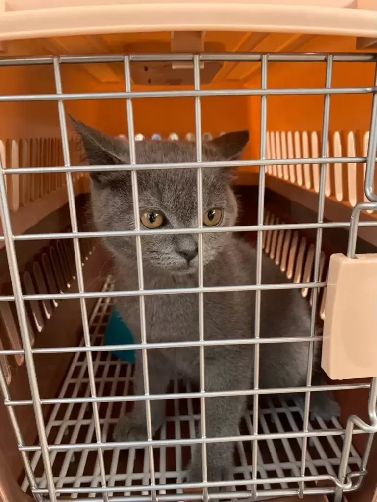 养一只英短蓝猫需要花多少钱?(图6)