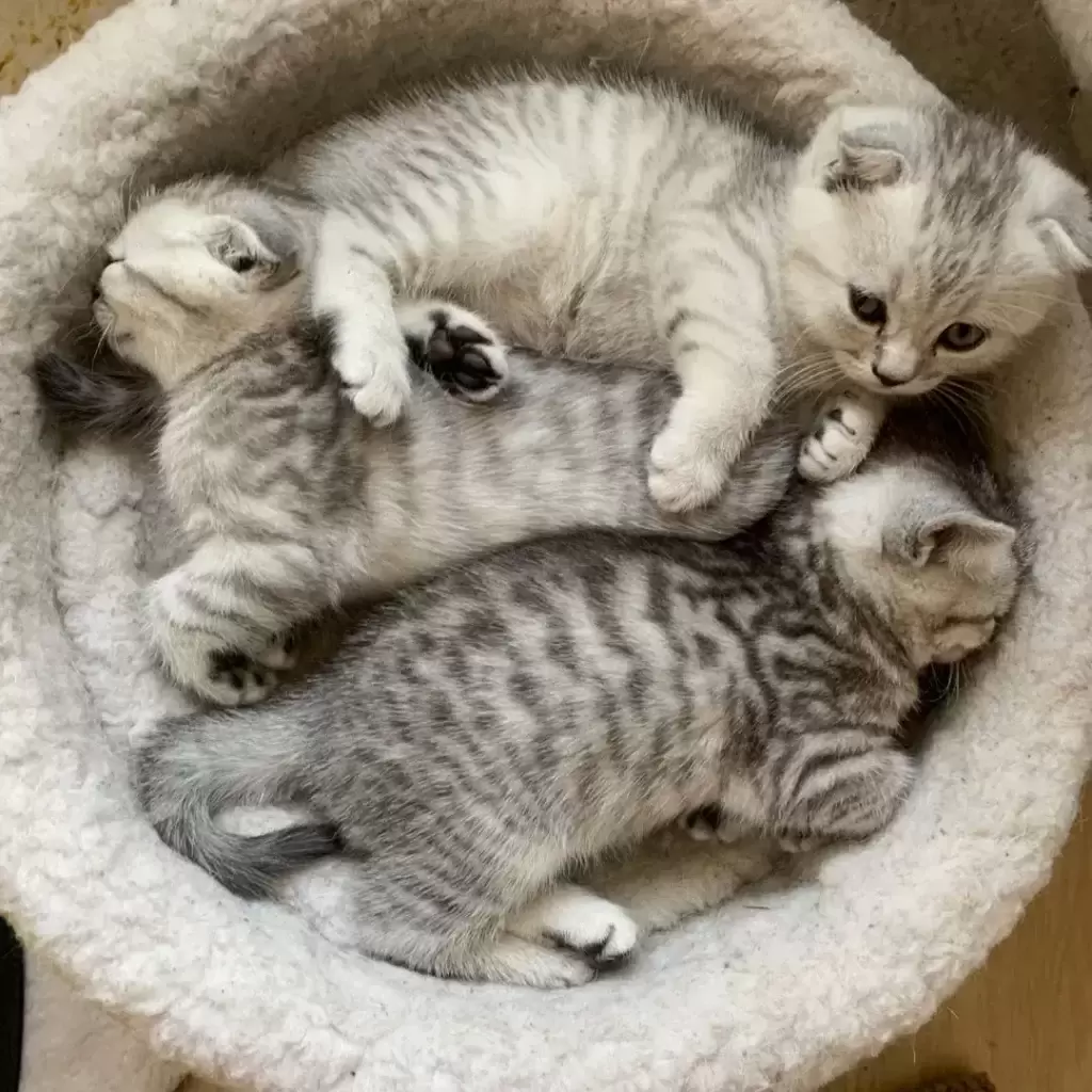 养一只英短蓝猫需要花多少钱?(图12)