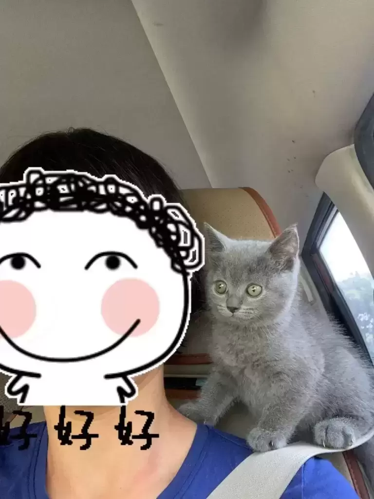 养一只英短蓝猫需要花多少钱?(图17)