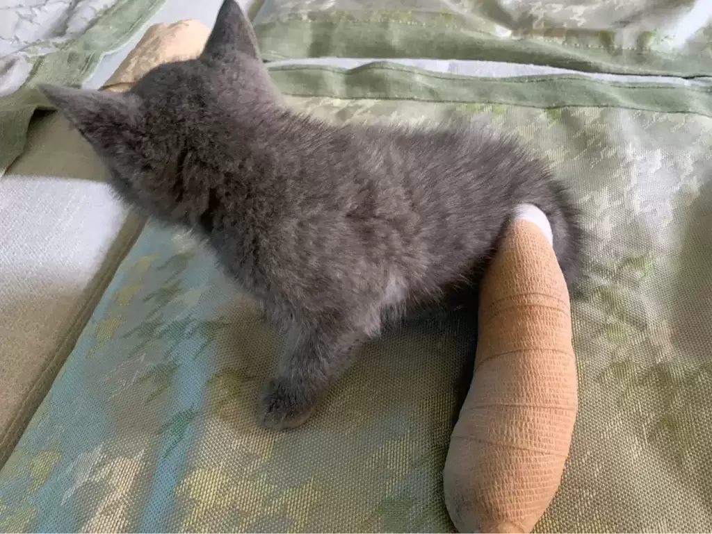 养一只英短蓝猫需要花多少钱?(图18)