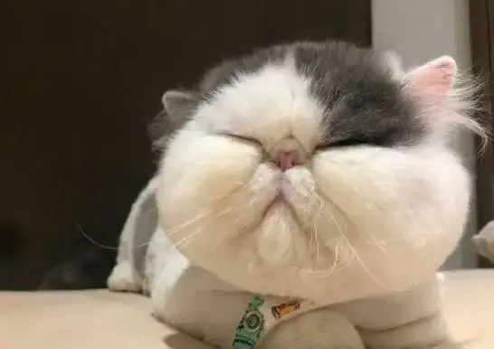 如何计算猫咪每天所需的食量?一般根据体型来区分吃多少?(图2)