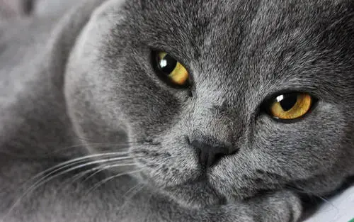 如何计算猫咪每天所需的食量?一般根据体型来区分吃多少?(图3)