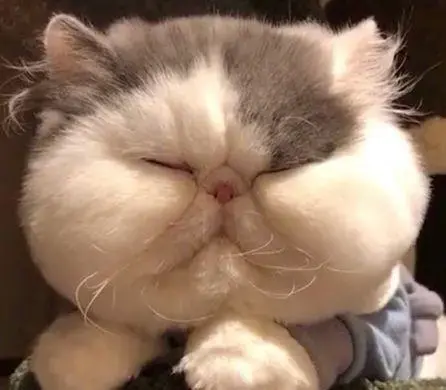 如何计算猫咪每天所需的食量?一般根据体型来区分吃多少?(图8)