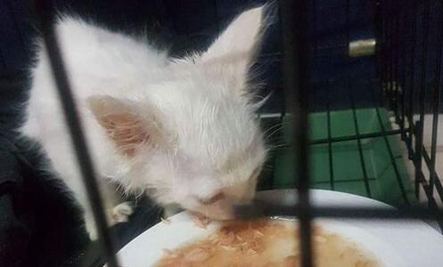 花莲女学生脸书直播虐猫 网友联手火速救援(图1)