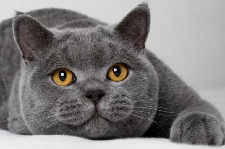 到底该给猫咪打什么针呢?分别都是什么?注射时间及年龄分享(图3)